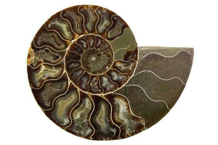 Cut & Polished Ammonite Fossil (Half) - Madagascar #345613